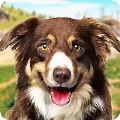 狗狗训练3D(Dog Training: Dog Games 3D)正式版