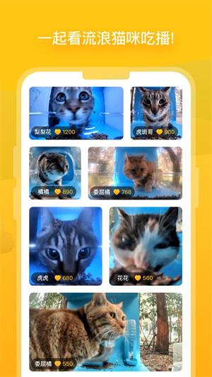 哈啰街猫安卓版截图3