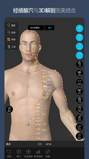 维萨里3D解剖