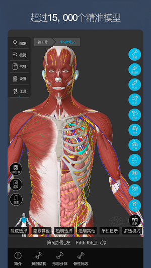 维萨里3D解剖网页版截图5